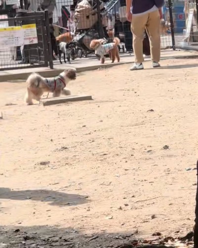 走って行ってしまう犬