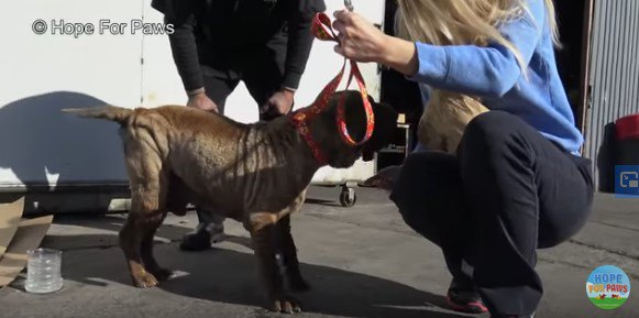 立ち上がって尻尾を振る犬