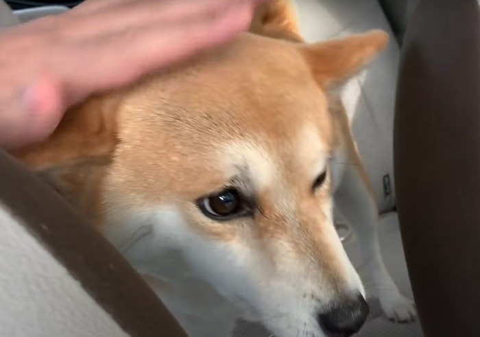 頭を撫でられる犬