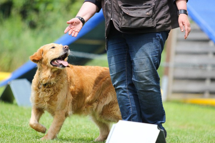 トレーニング中の犬とハンドラー