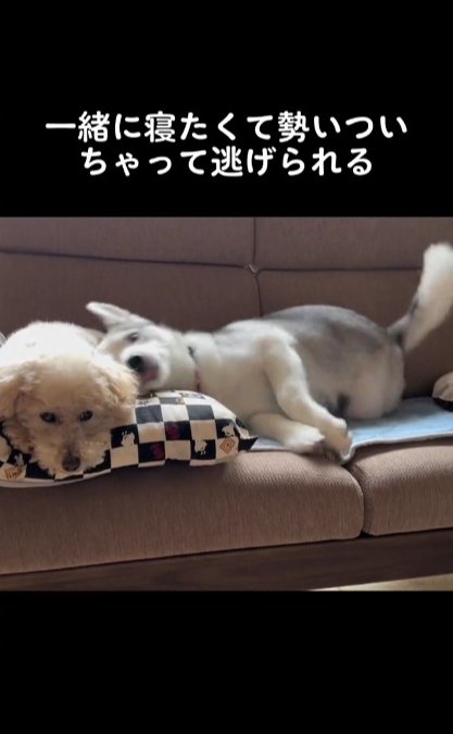 ハスキー犬