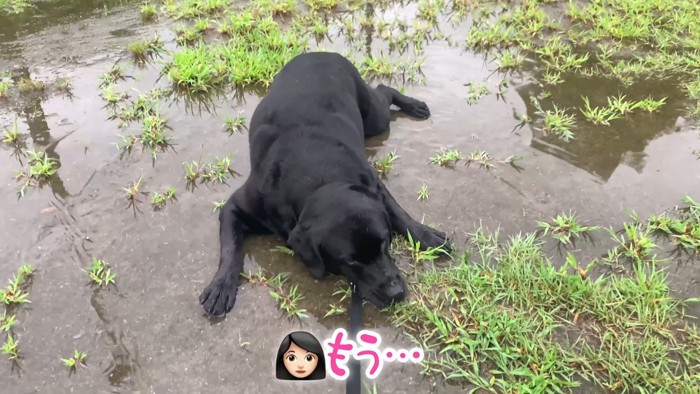 ムニくんのお散歩拒否7