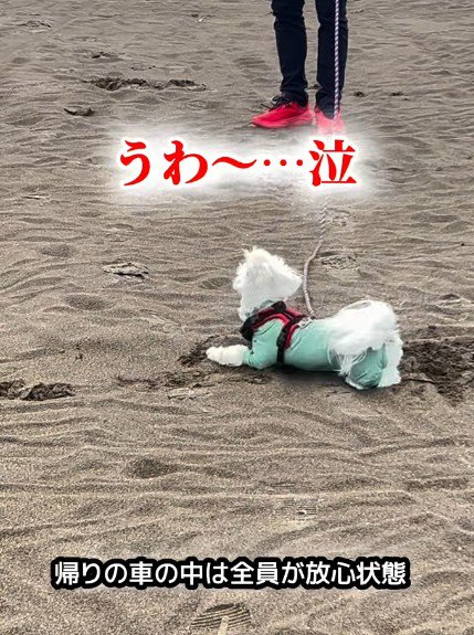 砂の上にゴロン