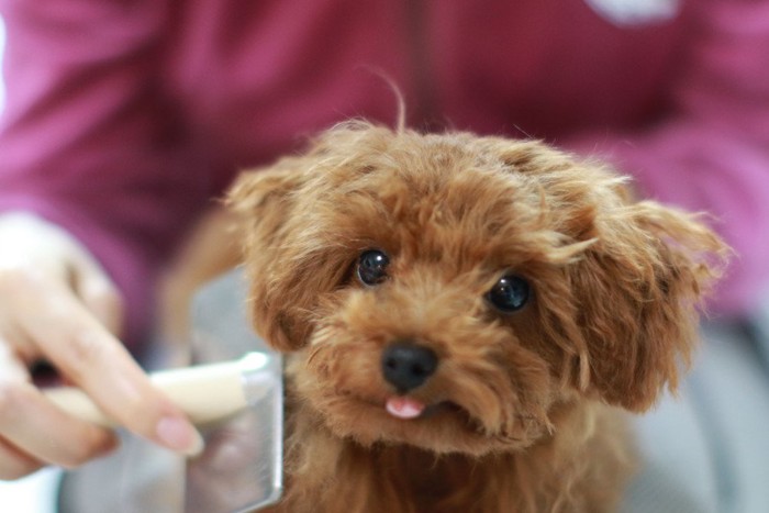 犬をブラッシングする