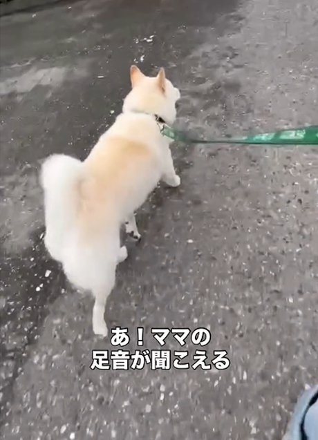 歩く犬3