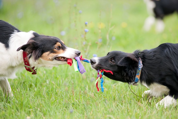 ロープを引っ張りあって遊ぶ犬