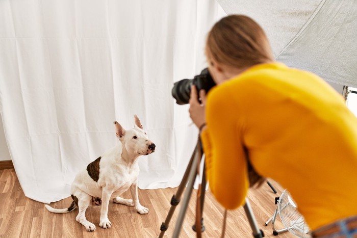 座る犬をカメラで撮影する人