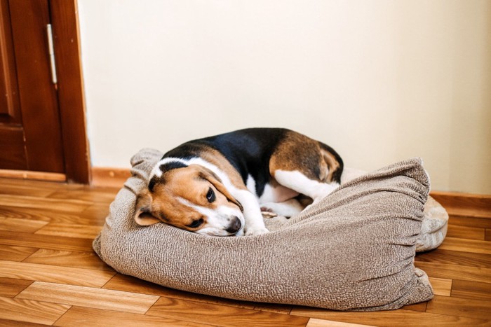 落ち込んでいる犬