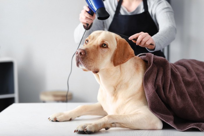 ドライヤーを当てられている犬