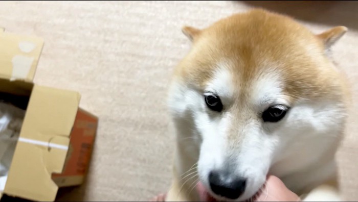 家族の手を舐める犬