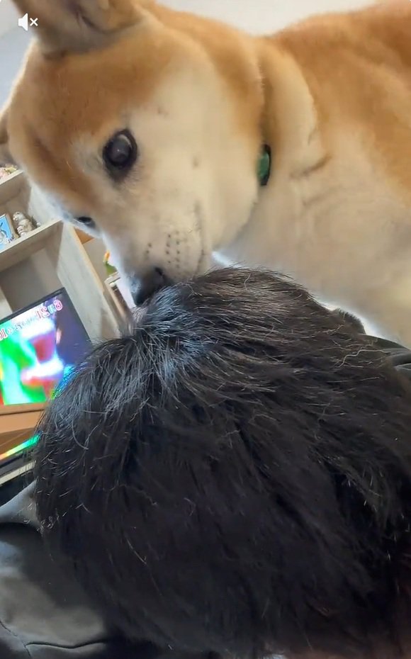 飼い主さんのにおいを嗅ぐ福くん