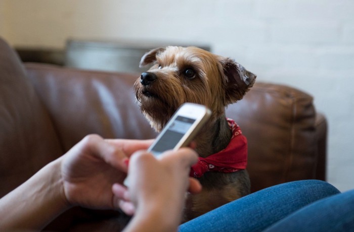 携帯をいじっている人を見つめる犬