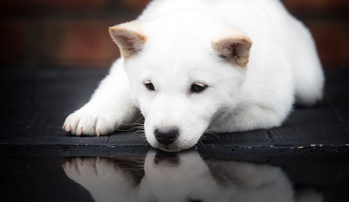 悲し気な表情のまま伏せている北海道犬の子犬