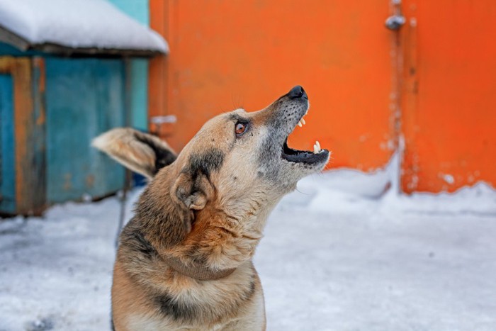 威嚇して吠えている犬の横顔