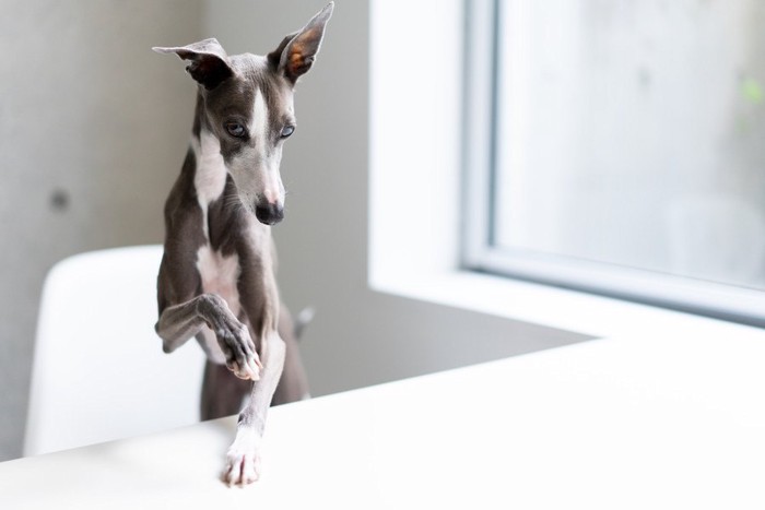 テーブルの上に登ろうとする犬