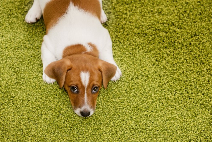 怯えたように上を向く子犬