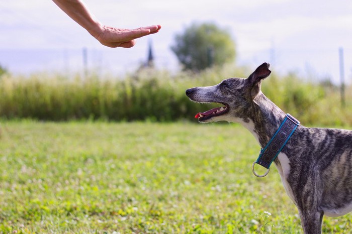 トレーニング中の犬