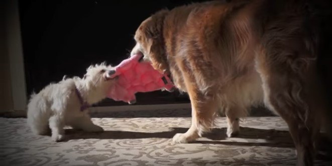 先住犬とクッションの取り合い