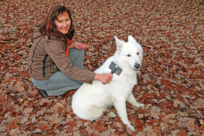 落ち葉の上で女性にブラッシングされる白い犬