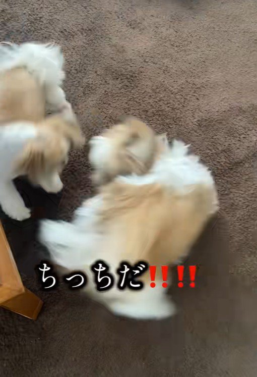 「ちっちだ!」と大喜び♪