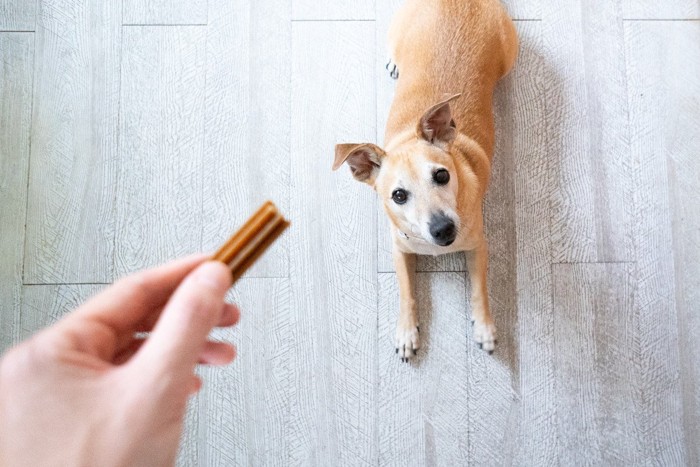 おやつ、伏せて待つ犬