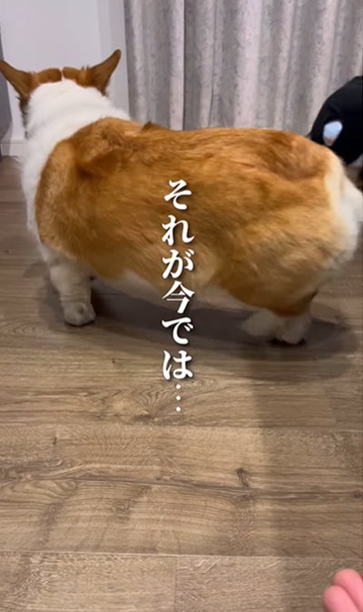 立ち去る犬