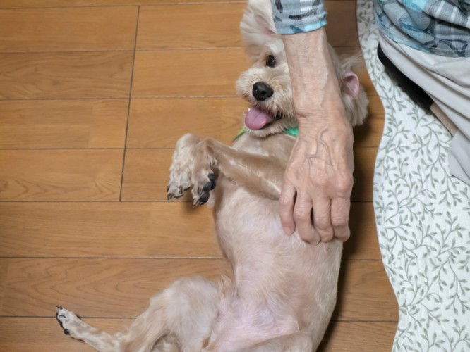お腹を見せて甘える犬