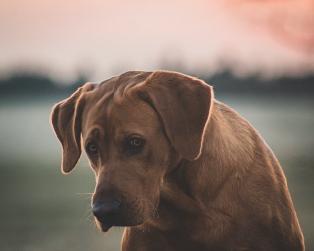 落ち込んでいるような表情をした犬