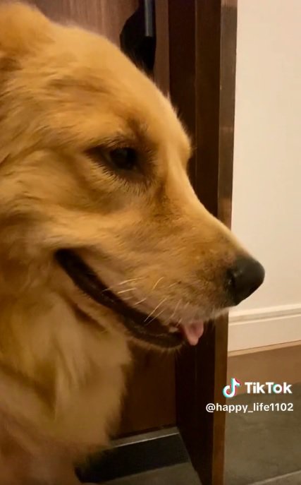 ゴールデンレトリバーのハッピーちゃん