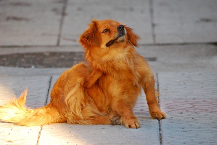 体を掻く茶色の犬