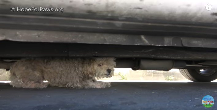 車の下に隠れる犬