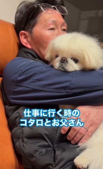 ソファで座る男性に抱っこされるペキニーズ