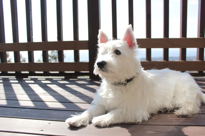 日光浴、白い犬