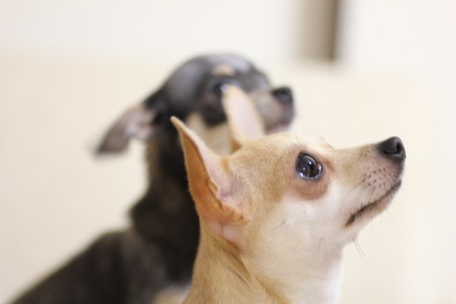 上を向いている犬の写真