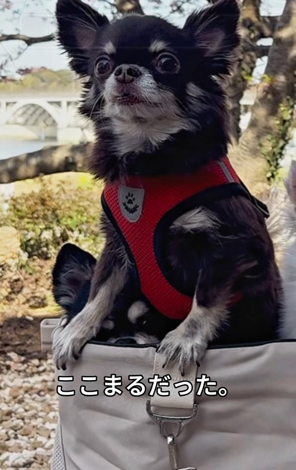 小さくなるここまるちゃん