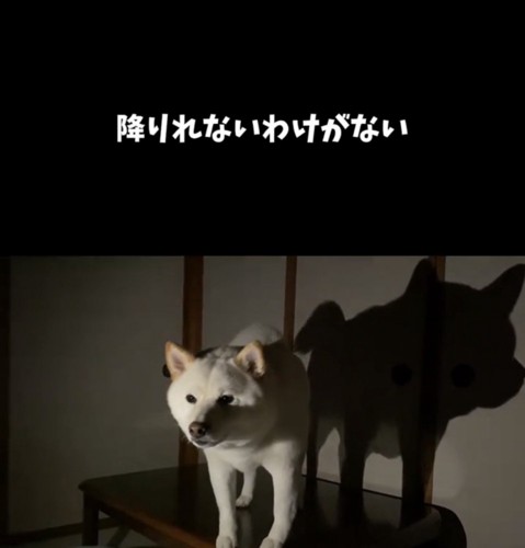 暗闇の中で佇む犬と大きな影