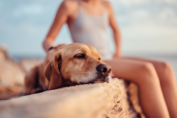 海辺で疲れた犬