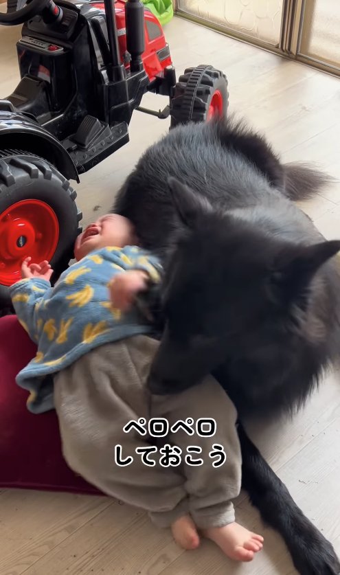 仰向けで泣いている子供の脚にアゴを乗せる犬