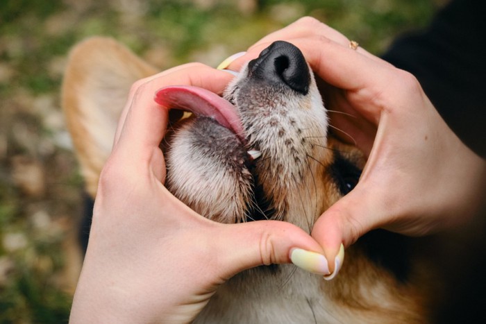 飼い主の手の間から鼻を出す犬