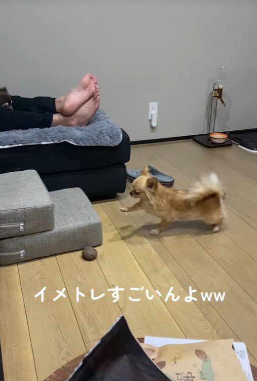 段差を登ろうとするのんちゃん