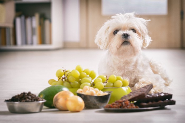 野菜と犬