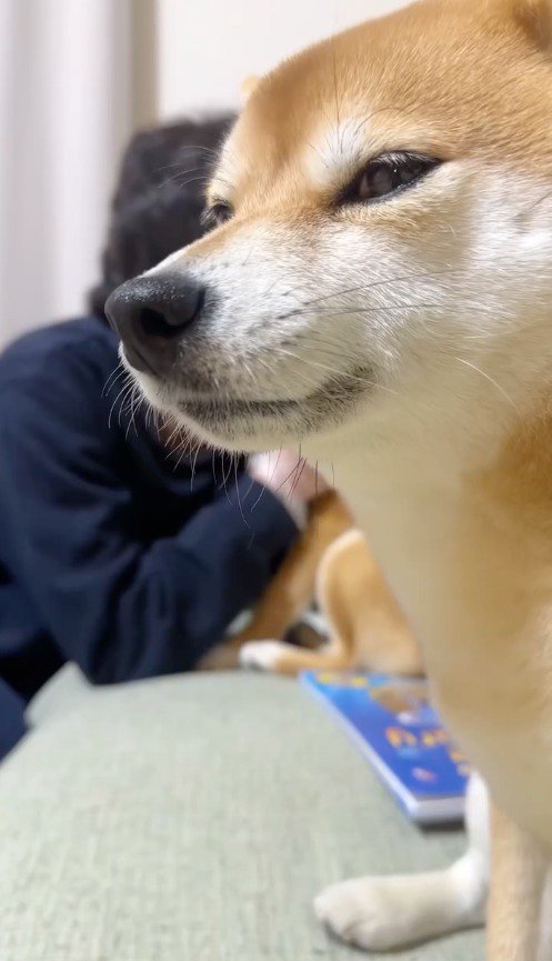 目を細める犬