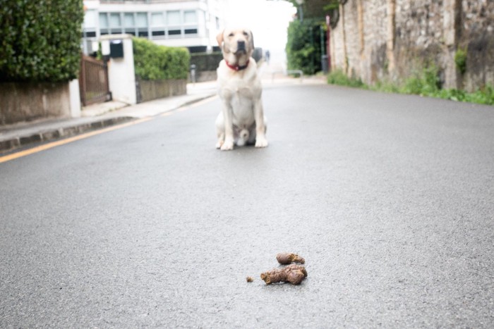 茶色い犬のウンチ