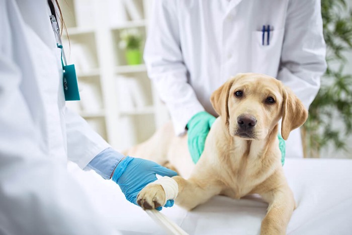 病院で治療中の犬