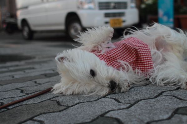 車と犬