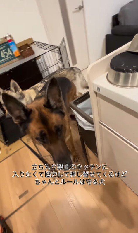 キッチンに入りたいダズくん＆ベネッタちゃん9