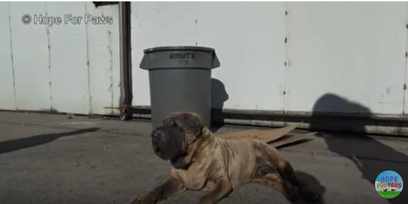 路上に横になる犬