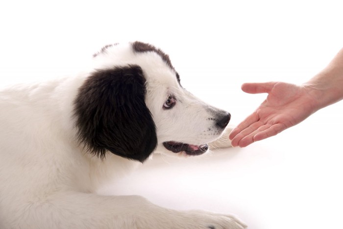 伏せる犬と手