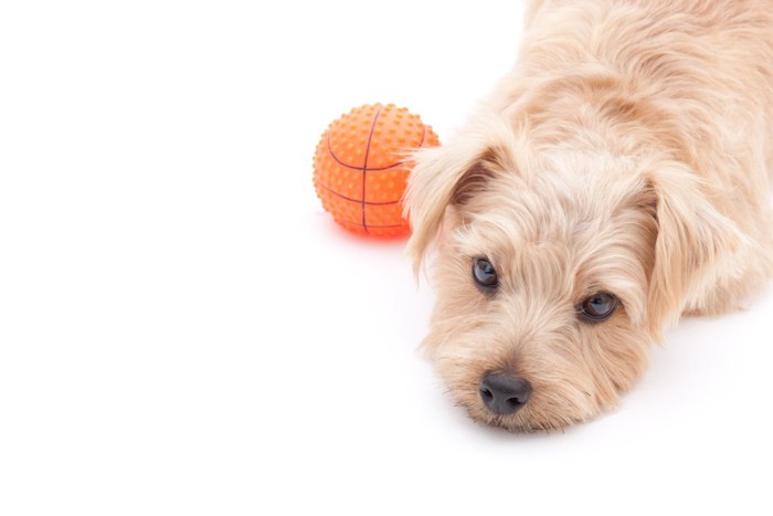 ボールのよこで上目遣いの犬