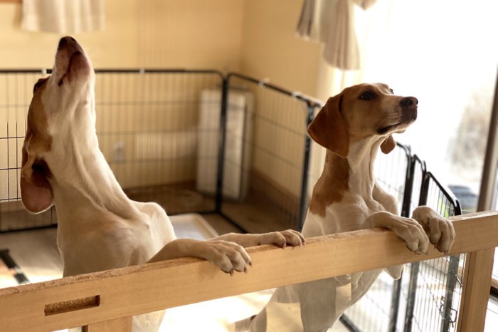 ケージの中で立ち上がる犬